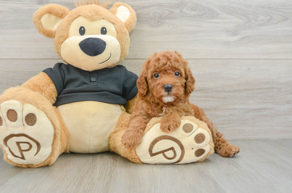 7 week old Cavapoo Puppy For Sale - Fairfield Furbabies