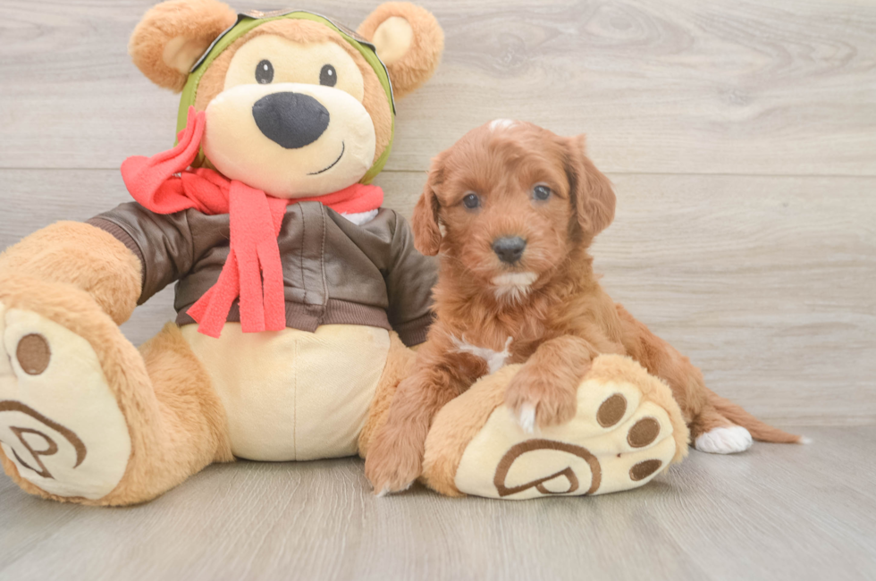 8 week old Cavapoo Puppy For Sale - Fairfield Furbabies