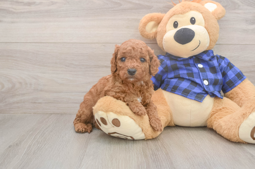 5 week old Cavapoo Puppy For Sale - Fairfield Furbabies