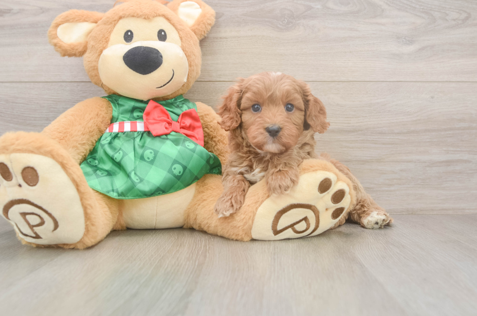 6 week old Cavapoo Puppy For Sale - Fairfield Furbabies