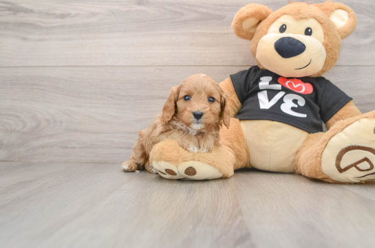 Fluffy Cavapoo Poodle Mix Pup