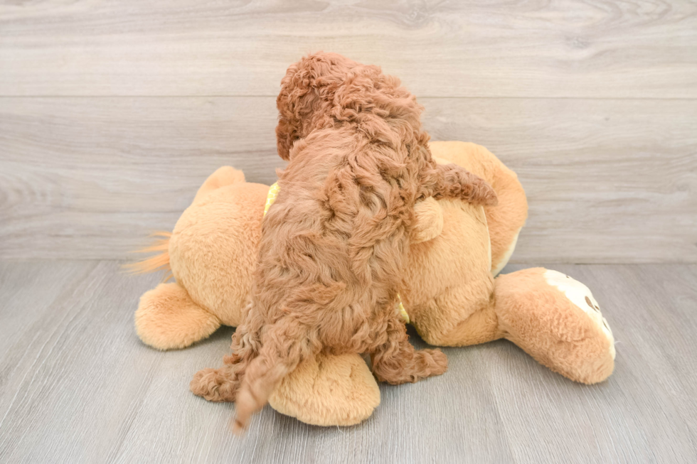 Best Cavapoo Baby