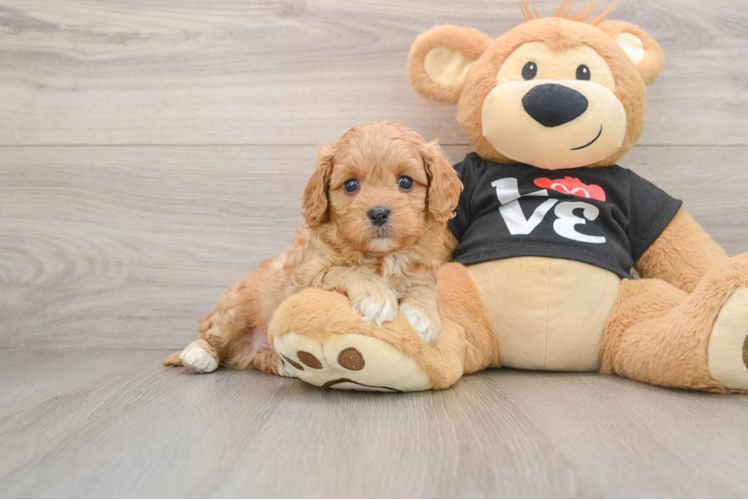 Hypoallergenic Cavadoodle Poodle Mix Puppy