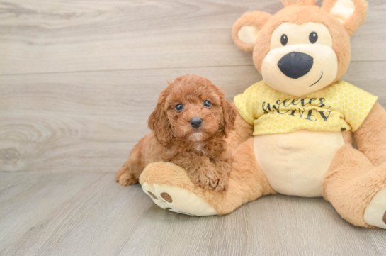 JARED, a Cavapoo littermate