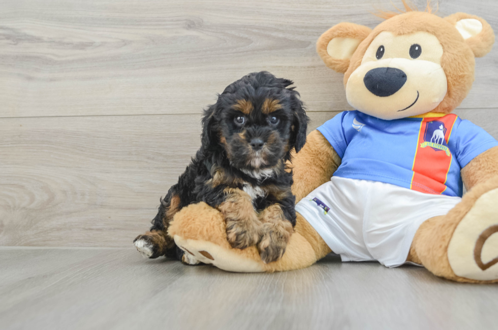 7 week old Cavapoo Puppy For Sale - Fairfield Furbabies