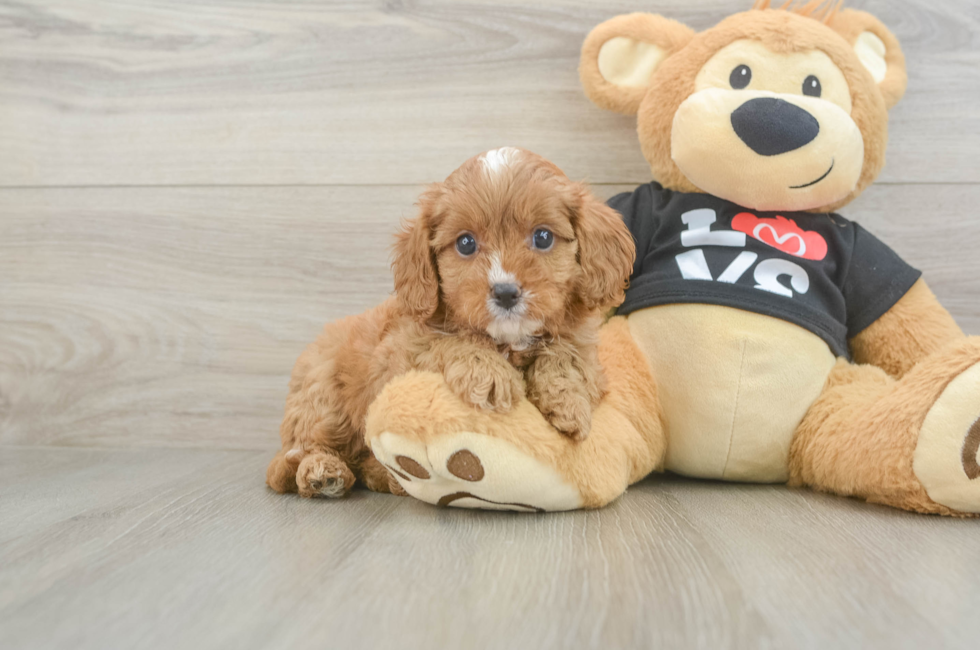 6 week old Cavapoo Puppy For Sale - Fairfield Furbabies