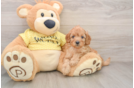 Cavapoo Pup Being Cute