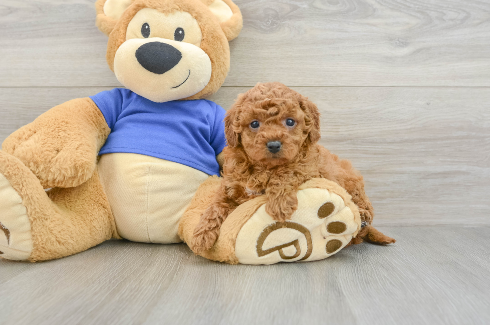 8 week old Cavapoo Puppy For Sale - Fairfield Furbabies