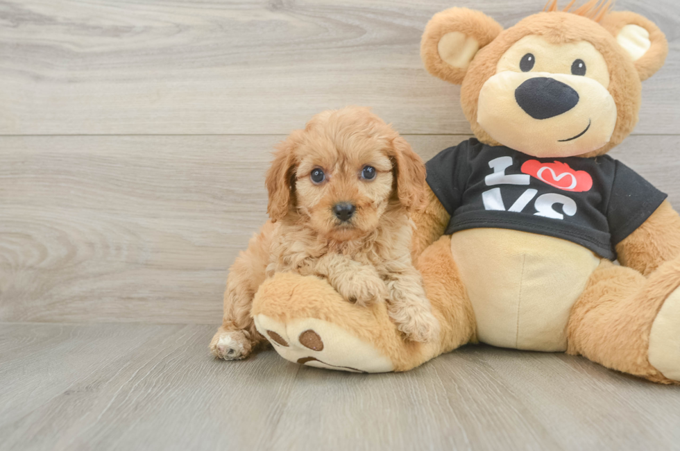 6 week old Cavapoo Puppy For Sale - Fairfield Furbabies