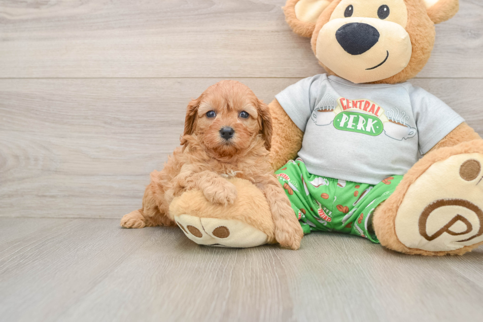 Best Cavapoo Baby