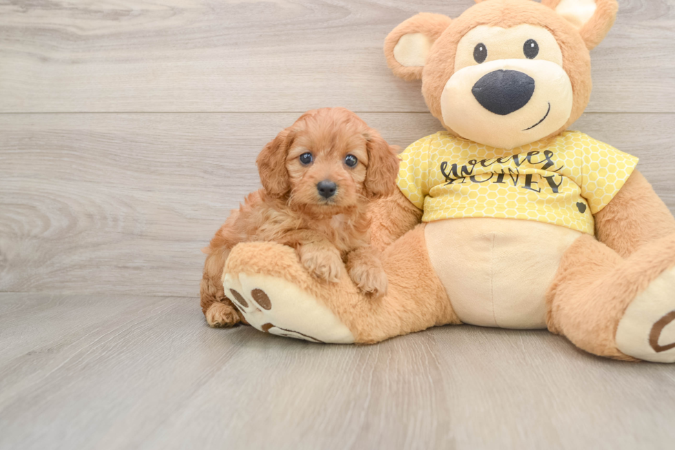 Best Cavapoo Baby