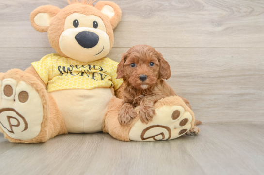 JENNA, a Cavapoo littermate