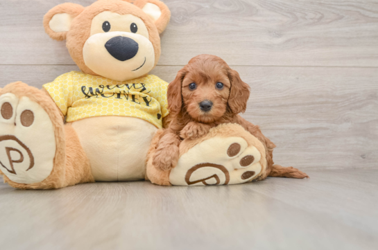 Cavapoo Pup Being Cute