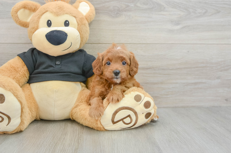 7 week old Cavapoo Puppy For Sale - Fairfield Furbabies