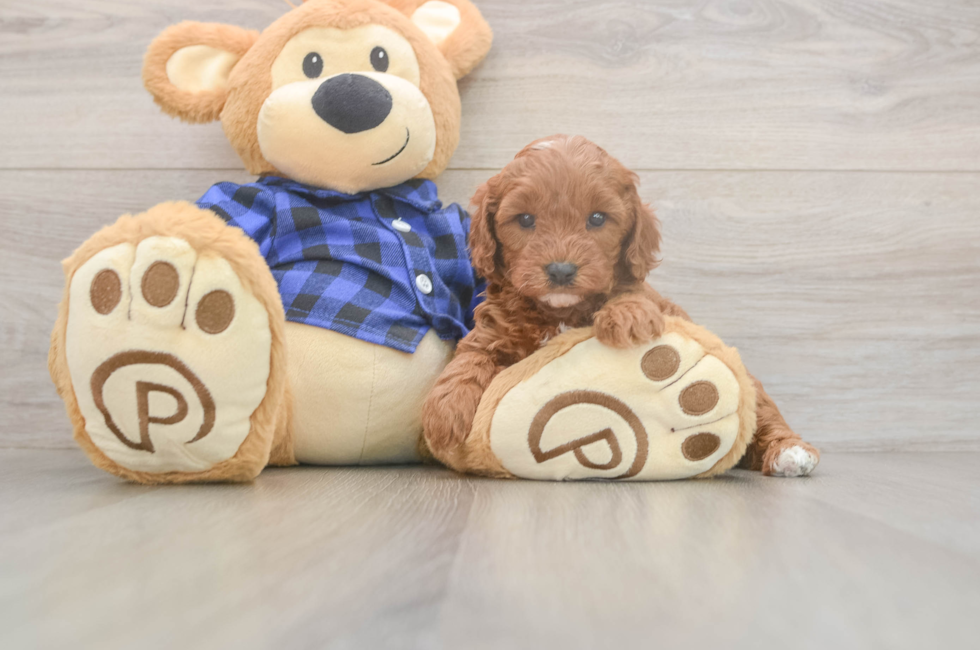 5 week old Cavapoo Puppy For Sale - Fairfield Furbabies