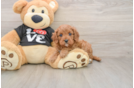 Smart Cavapoo Poodle Mix Pup