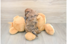 Cavapoo Puppy for Adoption