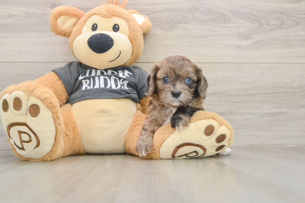Funny Cavapoo Poodle Mix Pup