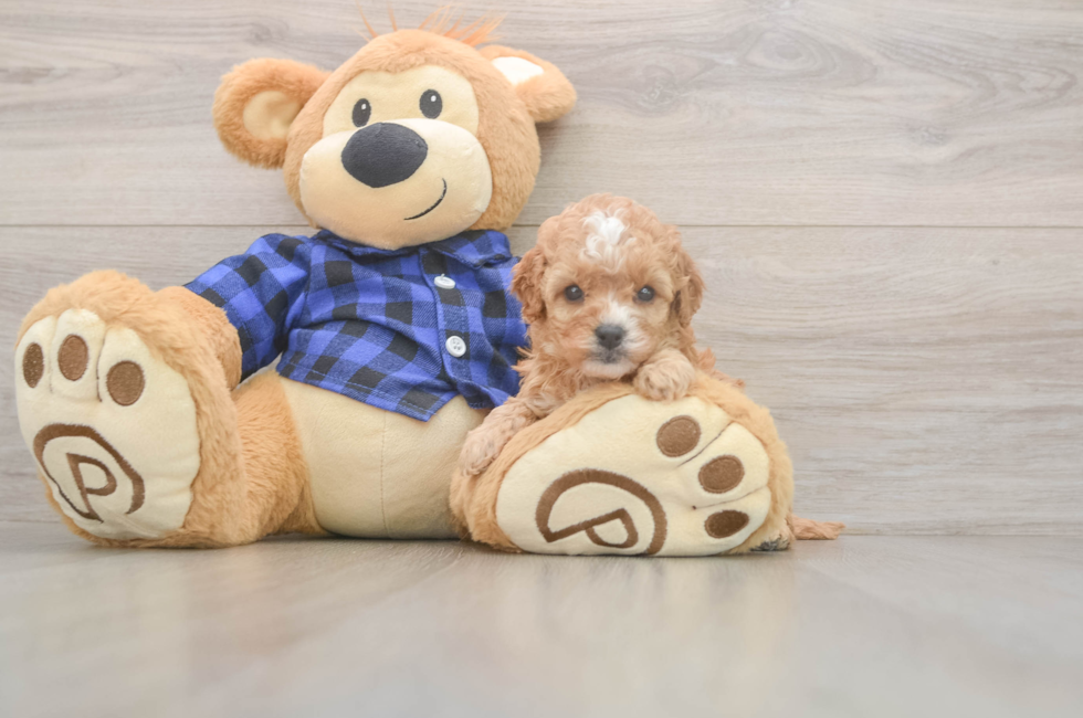 5 week old Cavapoo Puppy For Sale - Fairfield Furbabies