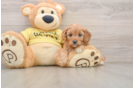 Cavapoo Pup Being Cute