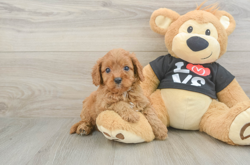 6 week old Cavapoo Puppy For Sale - Fairfield Furbabies
