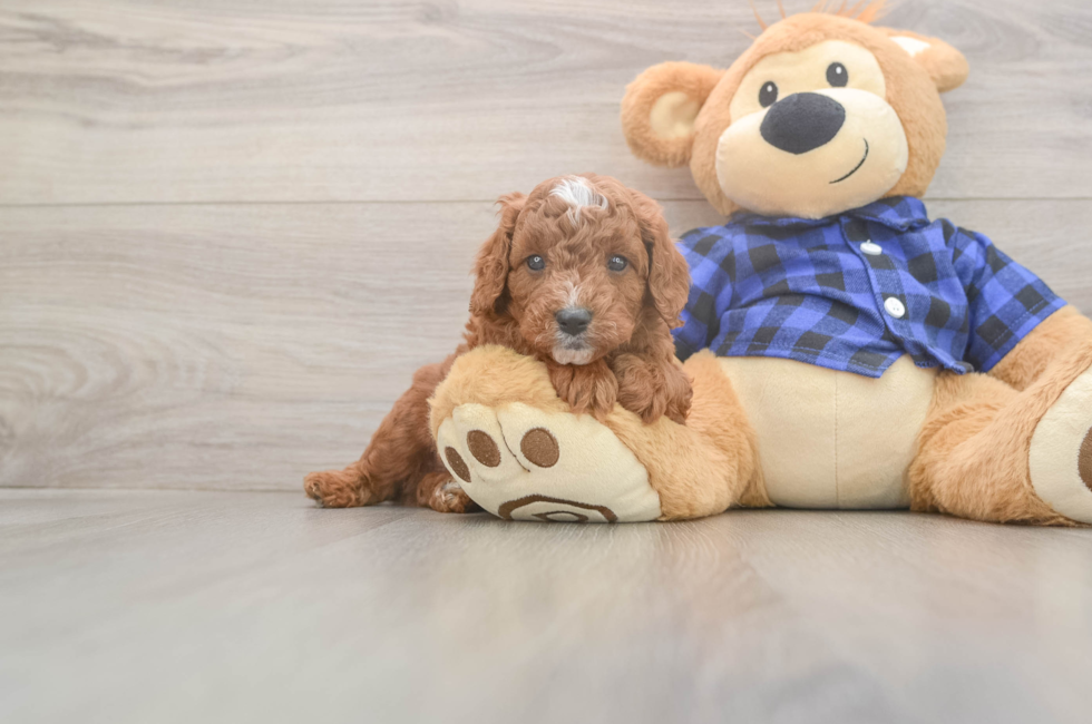 5 week old Cavapoo Puppy For Sale - Fairfield Furbabies