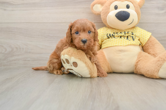JORDAN, a Cavapoo littermate