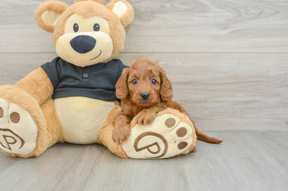 7 week old Cavapoo Puppy For Sale - Fairfield Furbabies