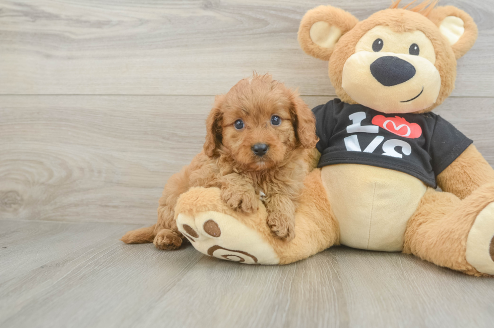 6 week old Cavapoo Puppy For Sale - Fairfield Furbabies