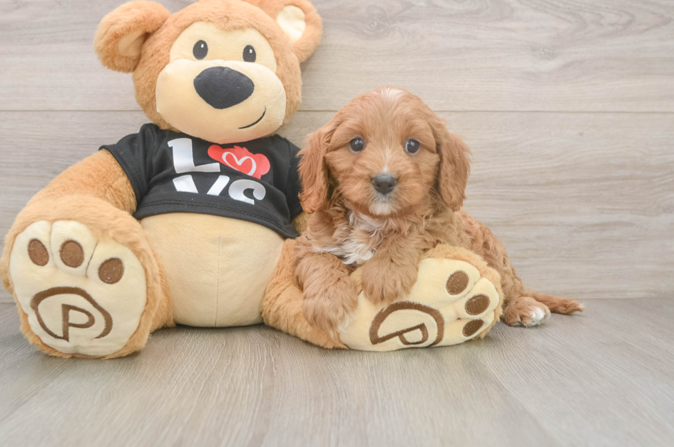 8 week old Cavapoo Puppy For Sale - Fairfield Furbabies