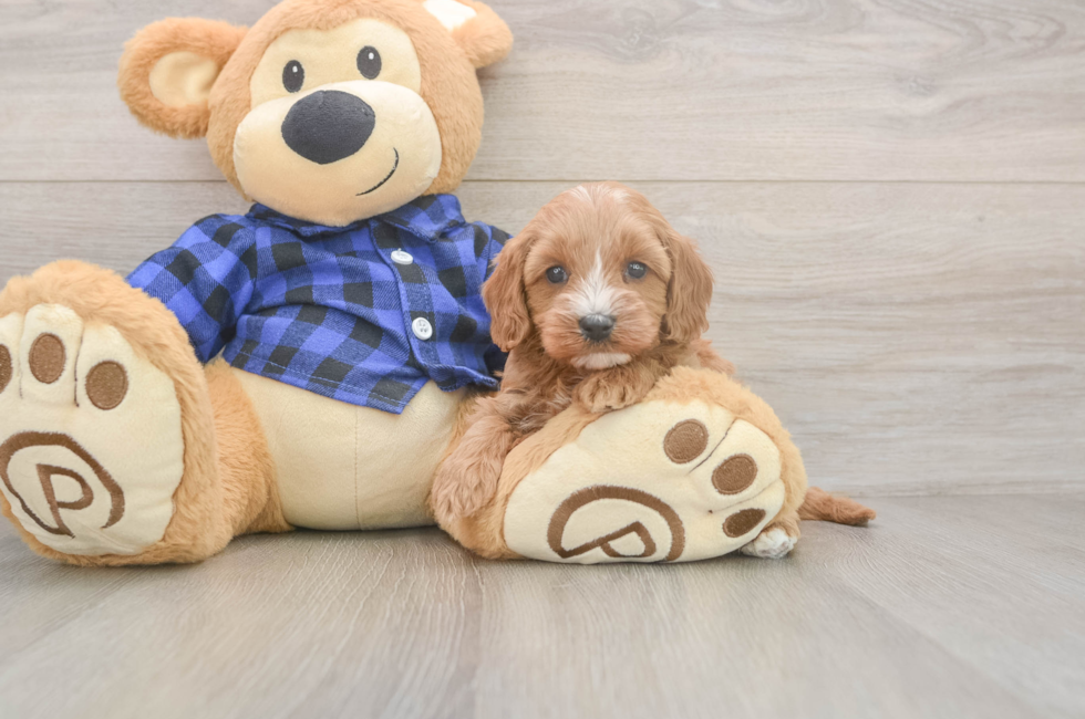 5 week old Cavapoo Puppy For Sale - Fairfield Furbabies