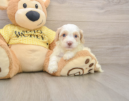 6 week old Cavapoo Puppy For Sale - Fairfield Furbabies