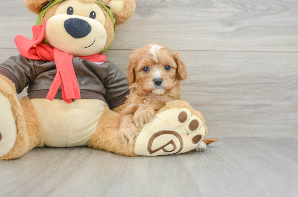5 week old Cavapoo Puppy For Sale - Fairfield Furbabies