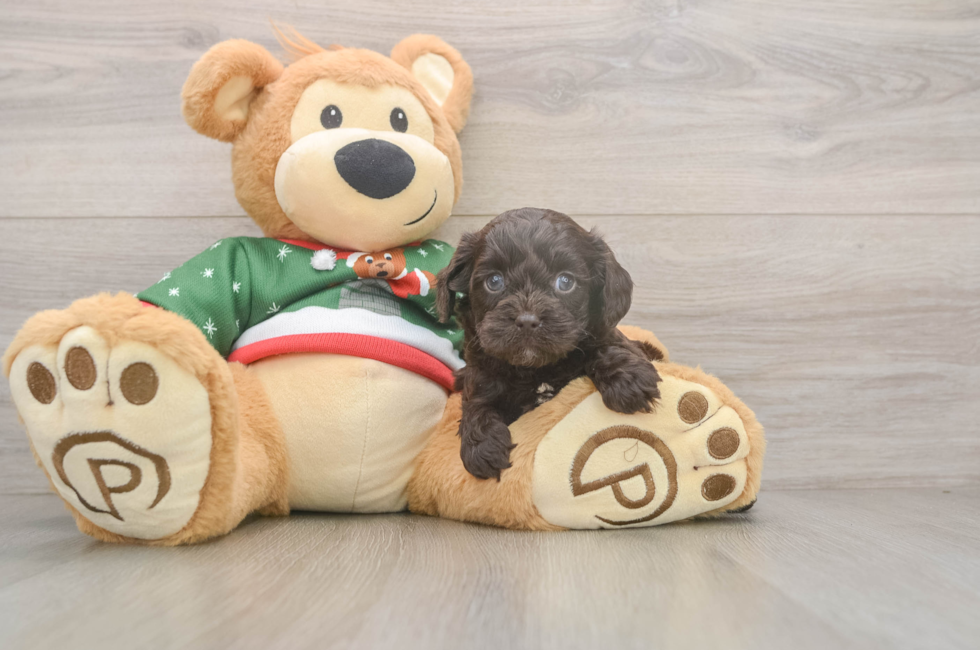 6 week old Cavapoo Puppy For Sale - Fairfield Furbabies