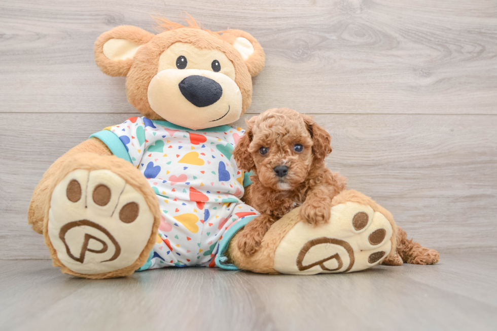 Playful Cavapoodle Poodle Mix Puppy