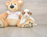7 week old Cavapoo Puppy For Sale - Fairfield Furbabies