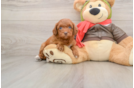 Small Cavapoo Baby