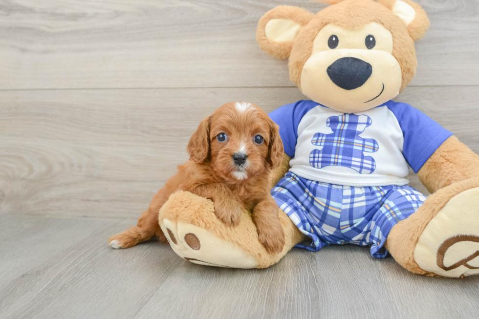 Best Cavapoo Baby
