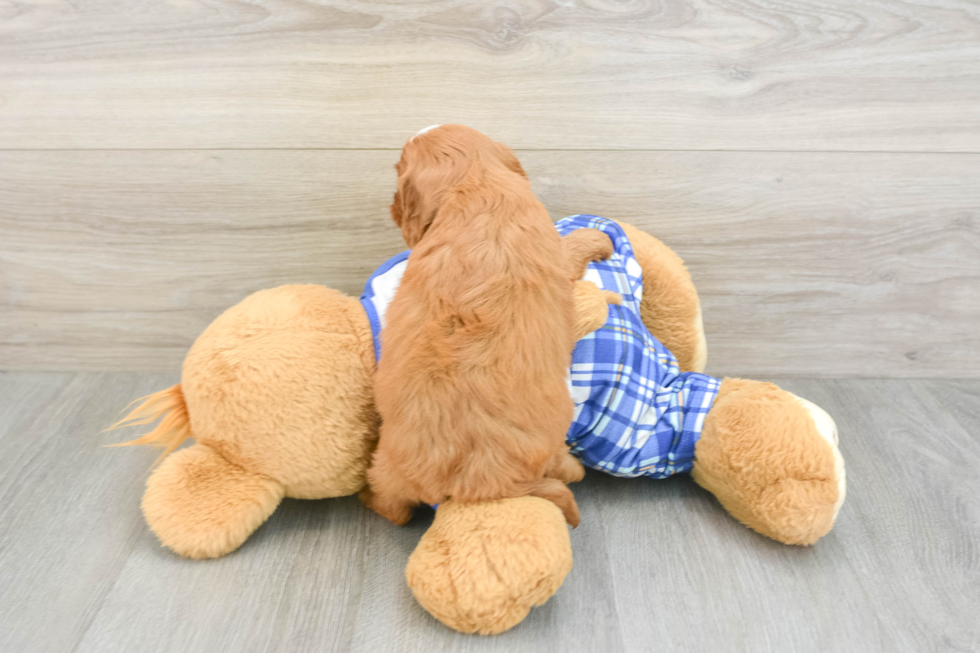 Fluffy Cavapoo Poodle Mix Pup