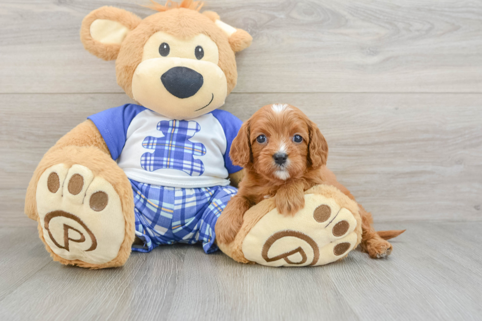 Friendly Cavapoo Baby