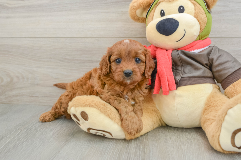 Happy Cavapoo Baby