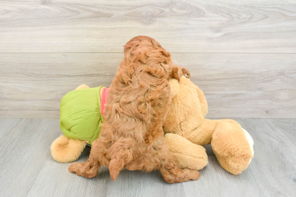 Cavapoo Puppy for Adoption