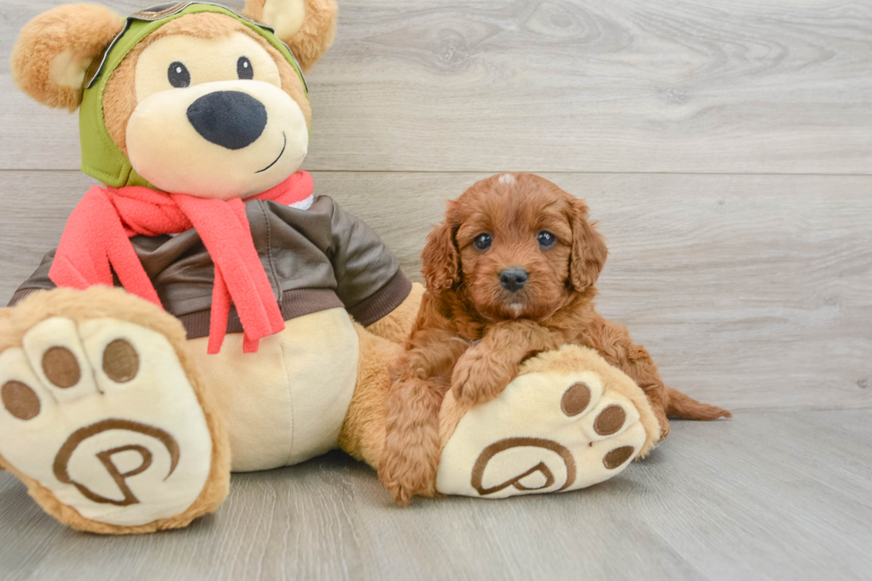 Hypoallergenic Cavadoodle Poodle Mix Puppy