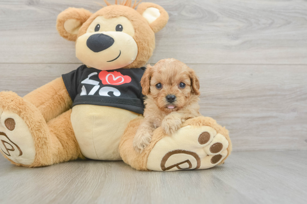 6 week old Cavapoo Puppy For Sale - Fairfield Furbabies