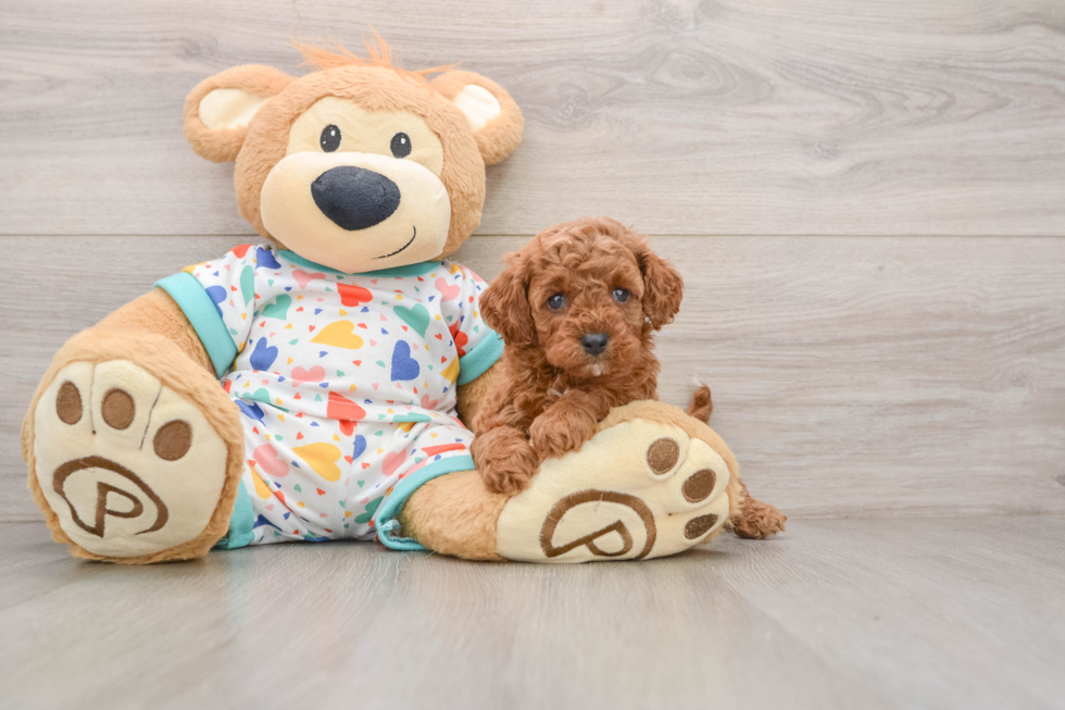 Cavapoo Puppy for Adoption