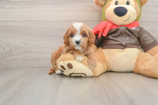 KANDACE, a Cavapoo littermate