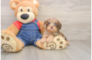 Cavapoo Pup Being Cute