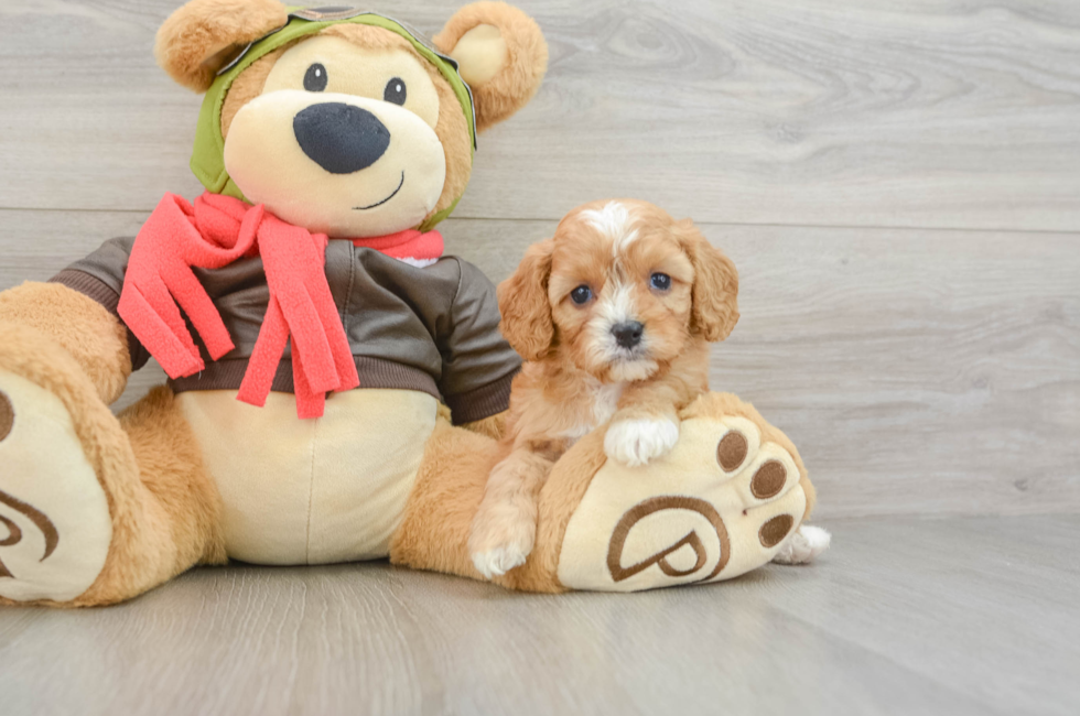 5 week old Cavapoo Puppy For Sale - Fairfield Furbabies
