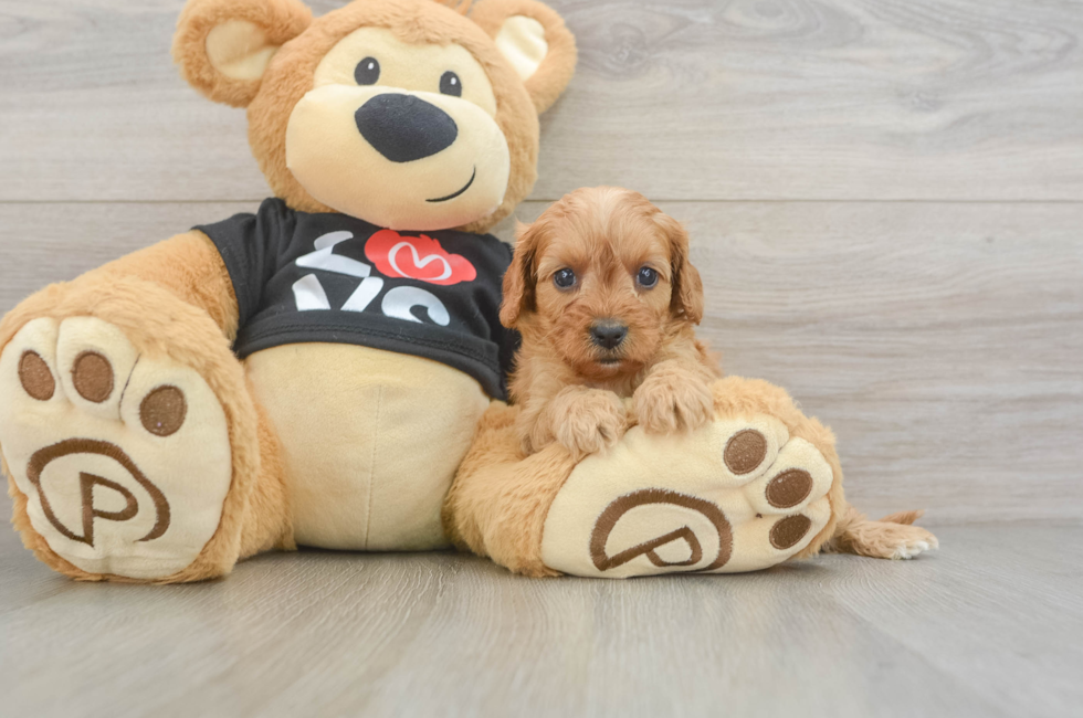 6 week old Cavapoo Puppy For Sale - Fairfield Furbabies