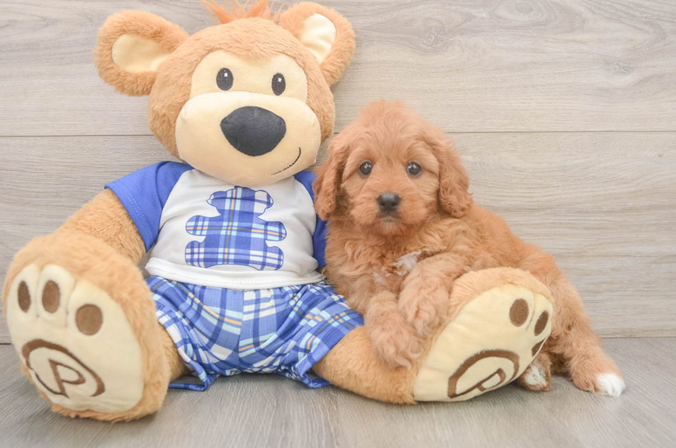 6 week old Cavapoo Puppy For Sale - Fairfield Furbabies